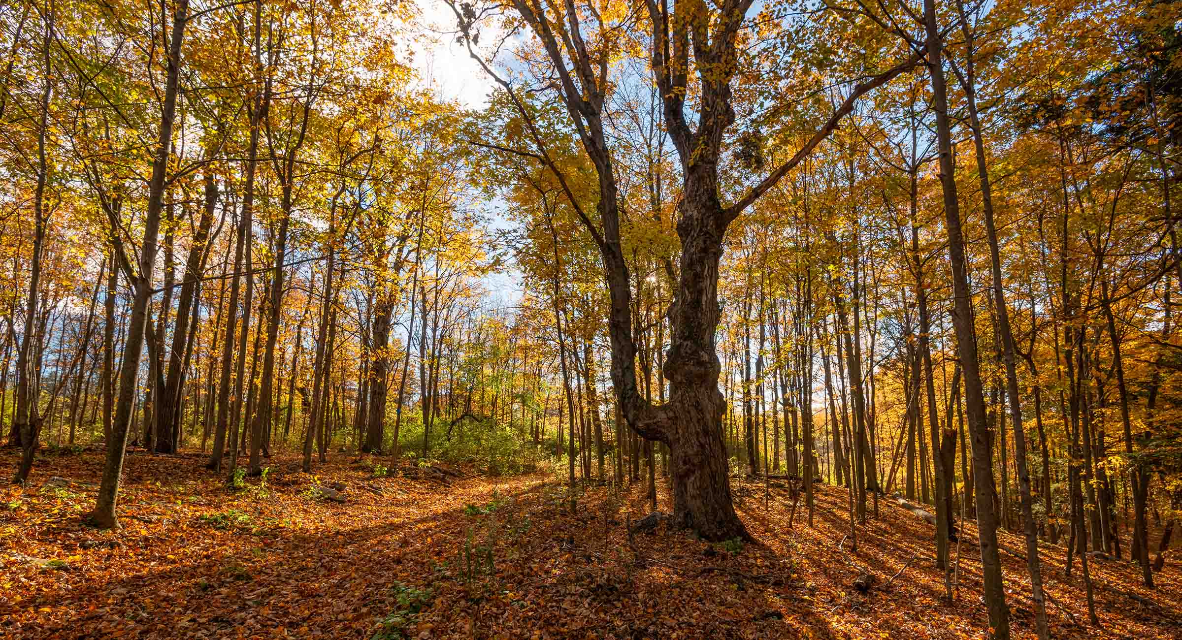 Foster-Blake Woods Preserve