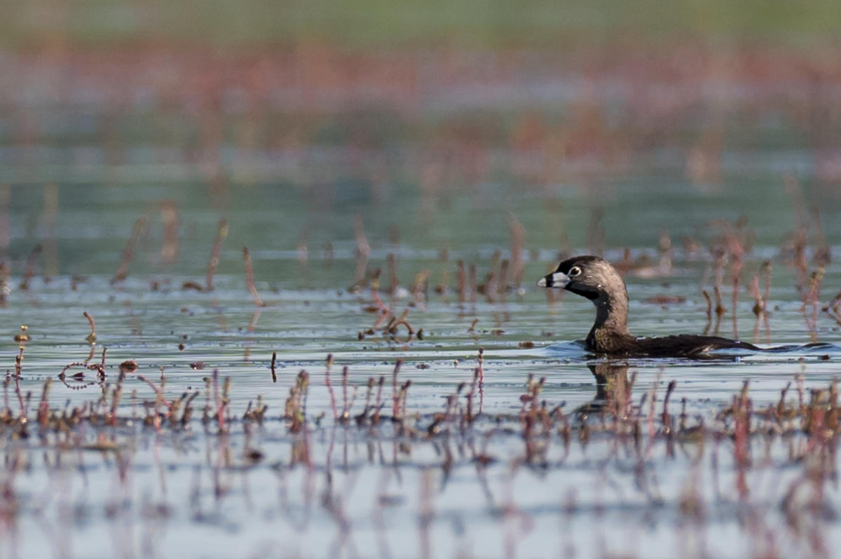 Secretive Wetland Birds