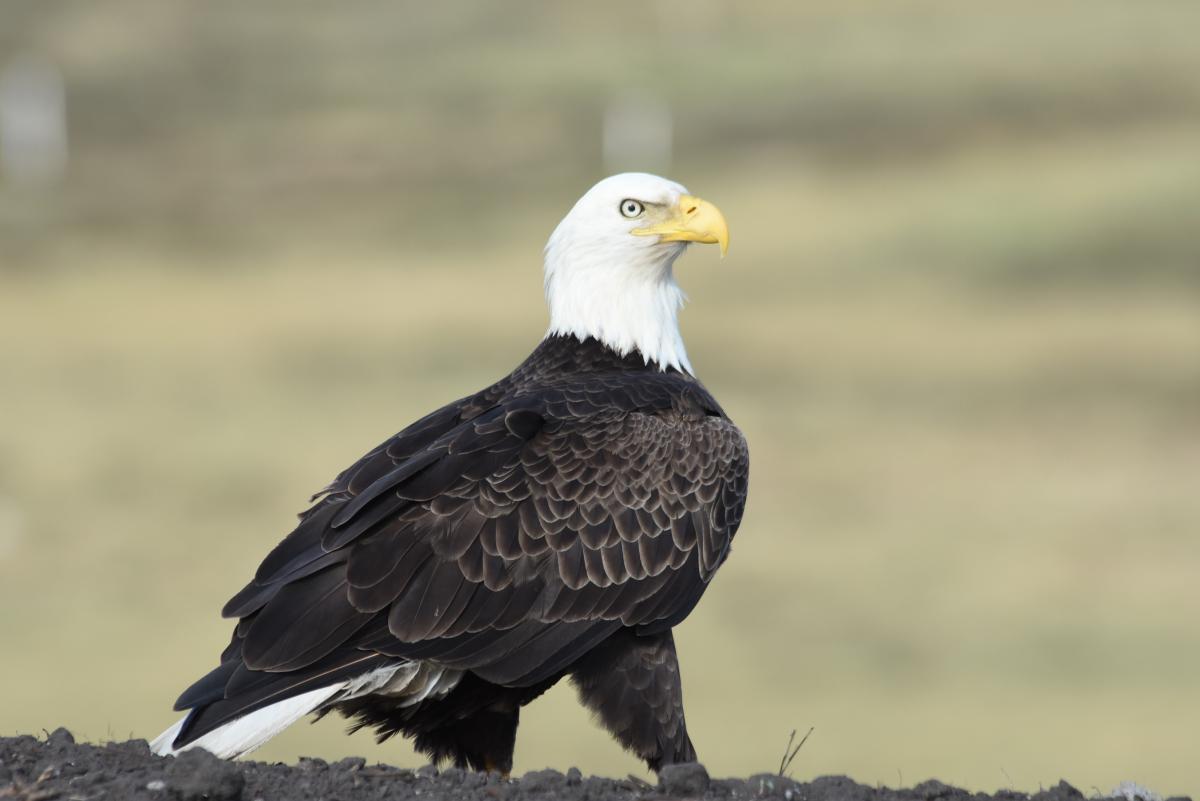 Soaring to New Heights