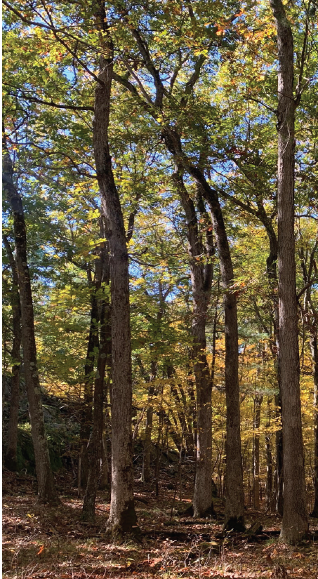 Conservation Highlight- Foltz Easement