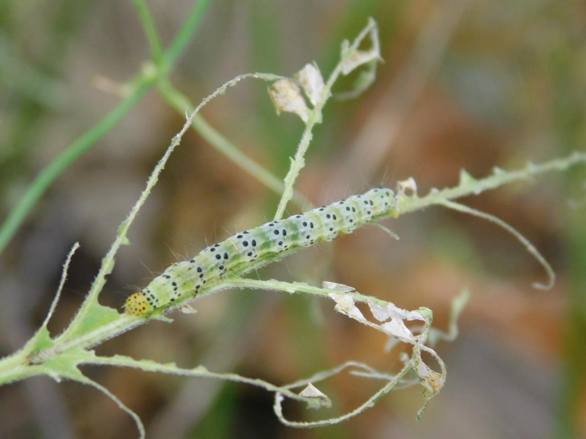 Biological Controls: When Big Things Come In Small Packages