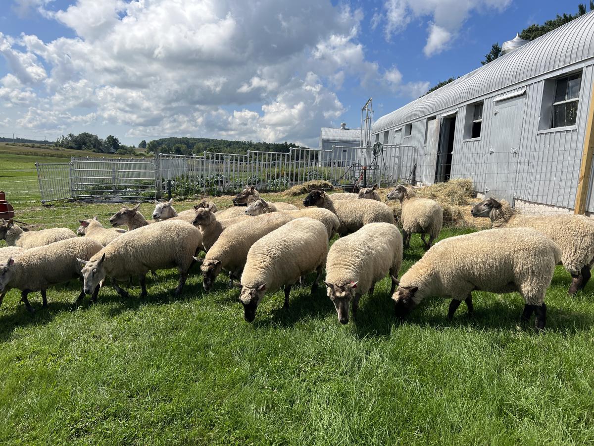 Zenda Farms Comes Baaack to Life