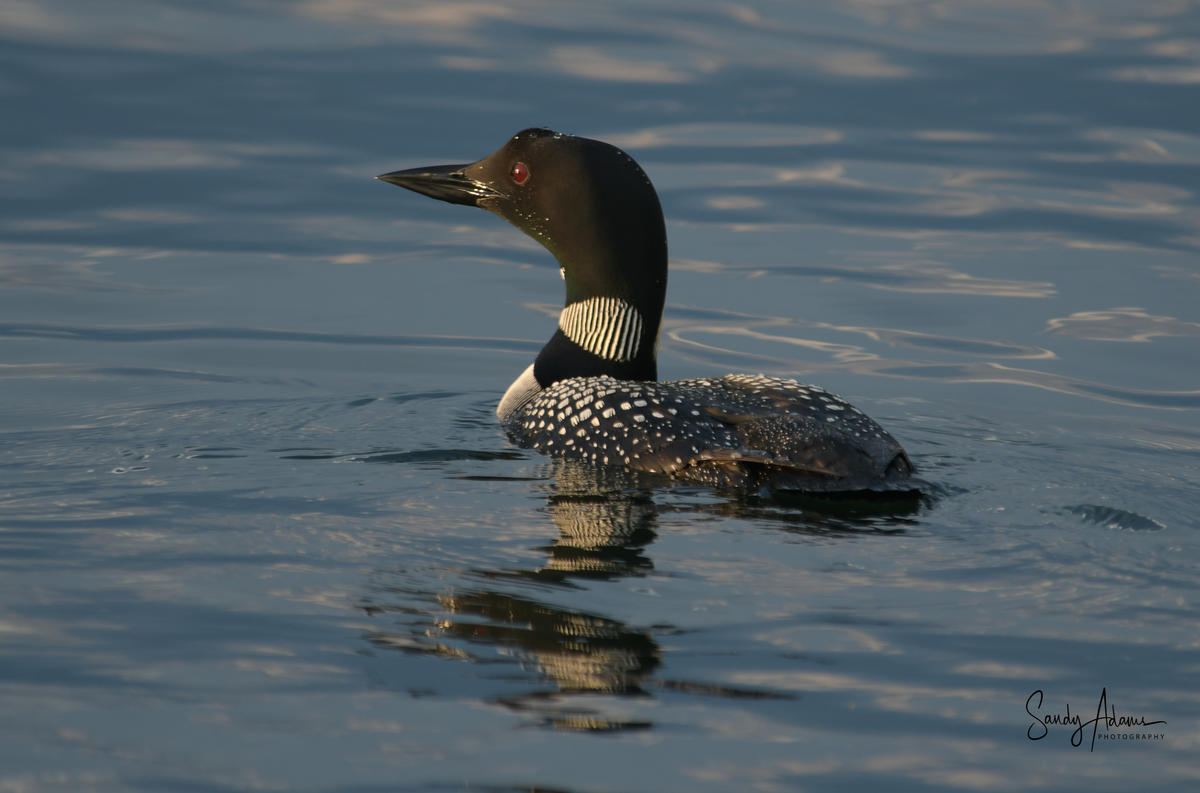 2020 Loon Census