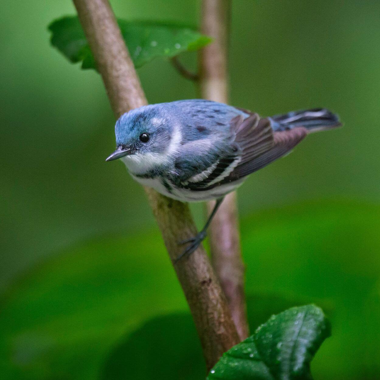 Rare Habitats and Forest Connectivity in Focus