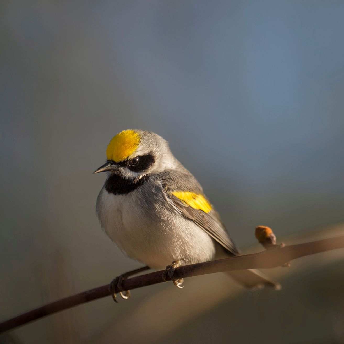 TILT Joins Collaborative Effort to Restore Young Forests and Protect Golden-winged Warblers