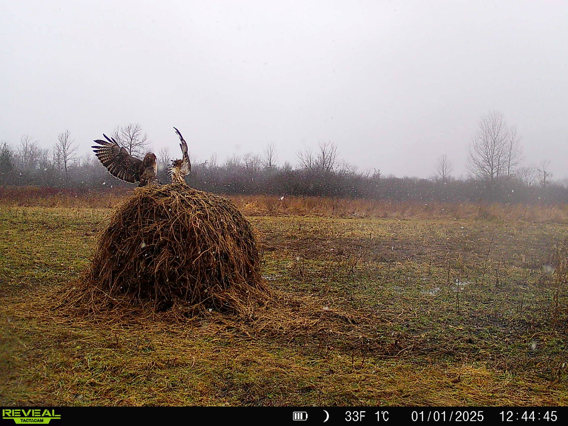 Look who we caught on camera! Meet the Red-tailed Hawk: