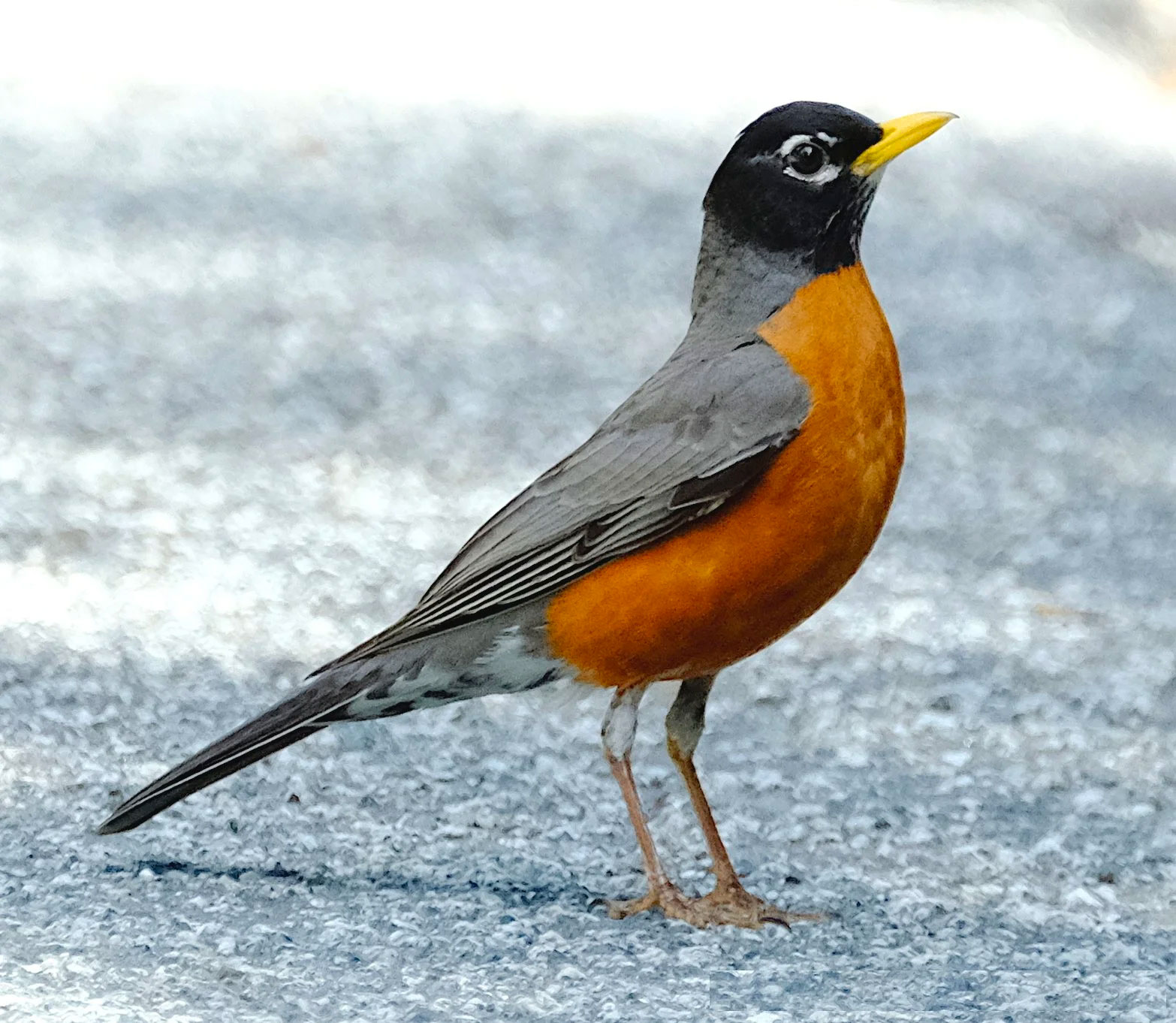Flora or fauna image