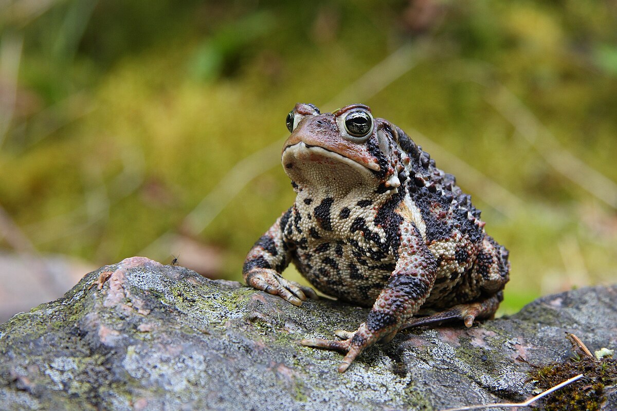 Flora or fauna image