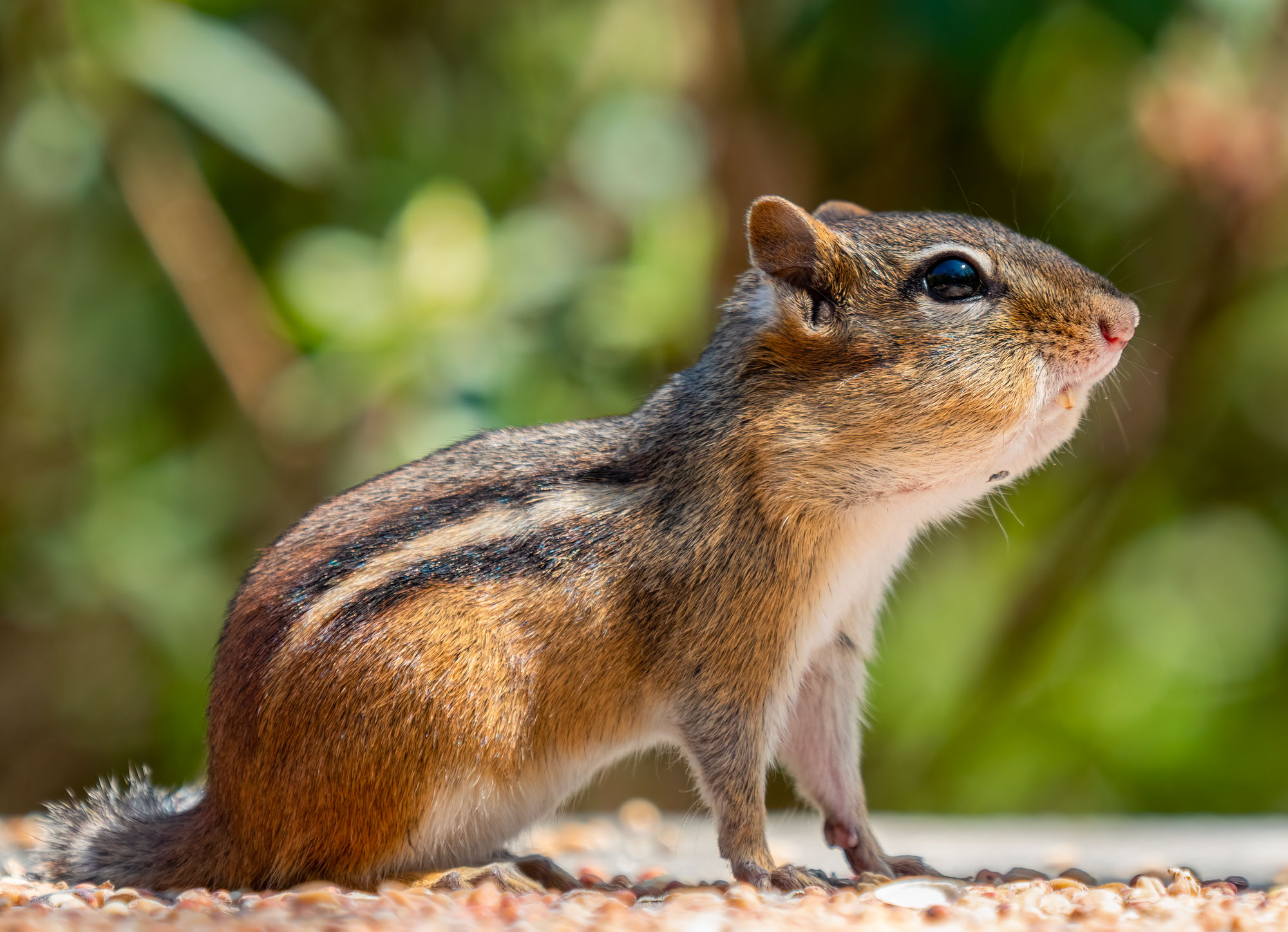Flora or fauna image