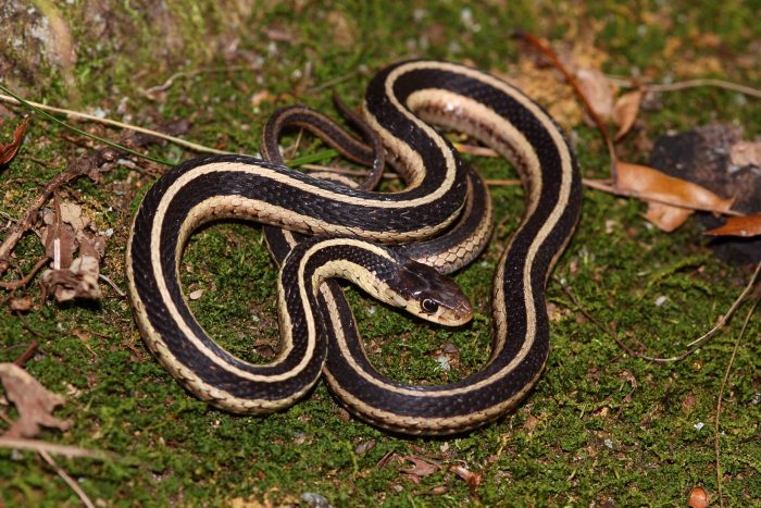 Flora or fauna image