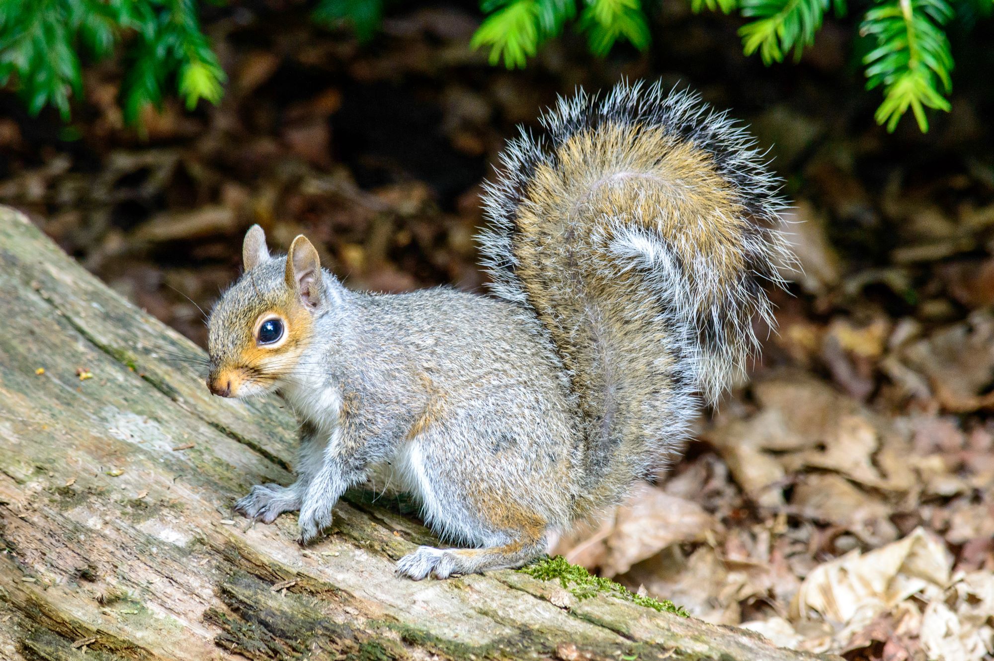 Flora or fauna image