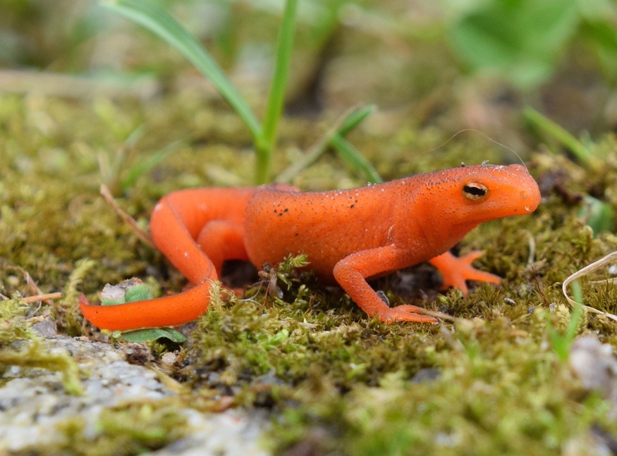 Flora or fauna image