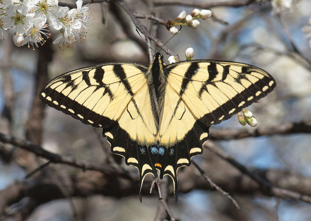 Flora or fauna image