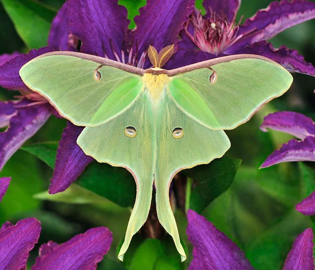 Flora or fauna image