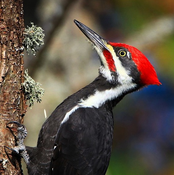 Flora or fauna image