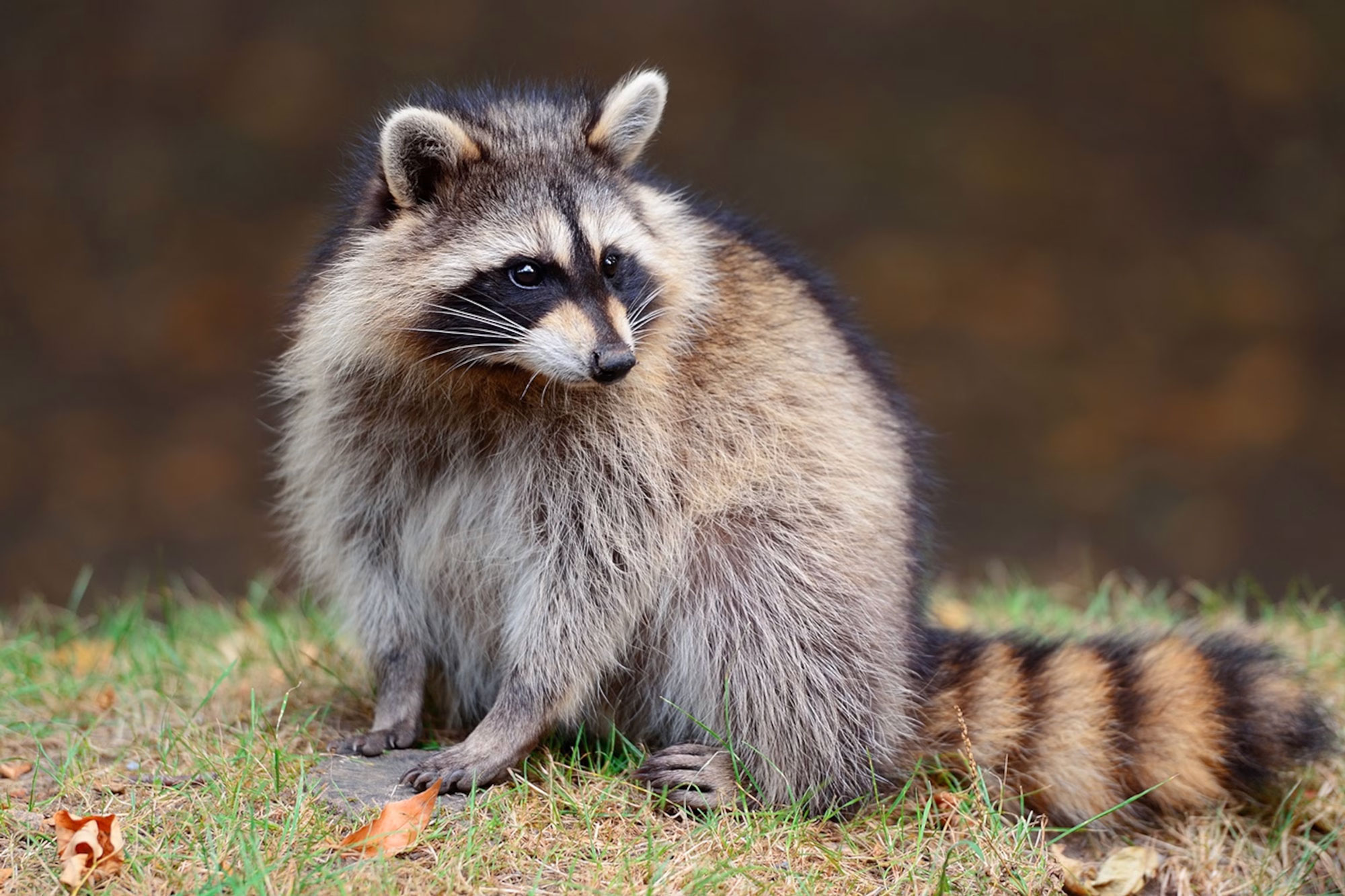 Flora or fauna image