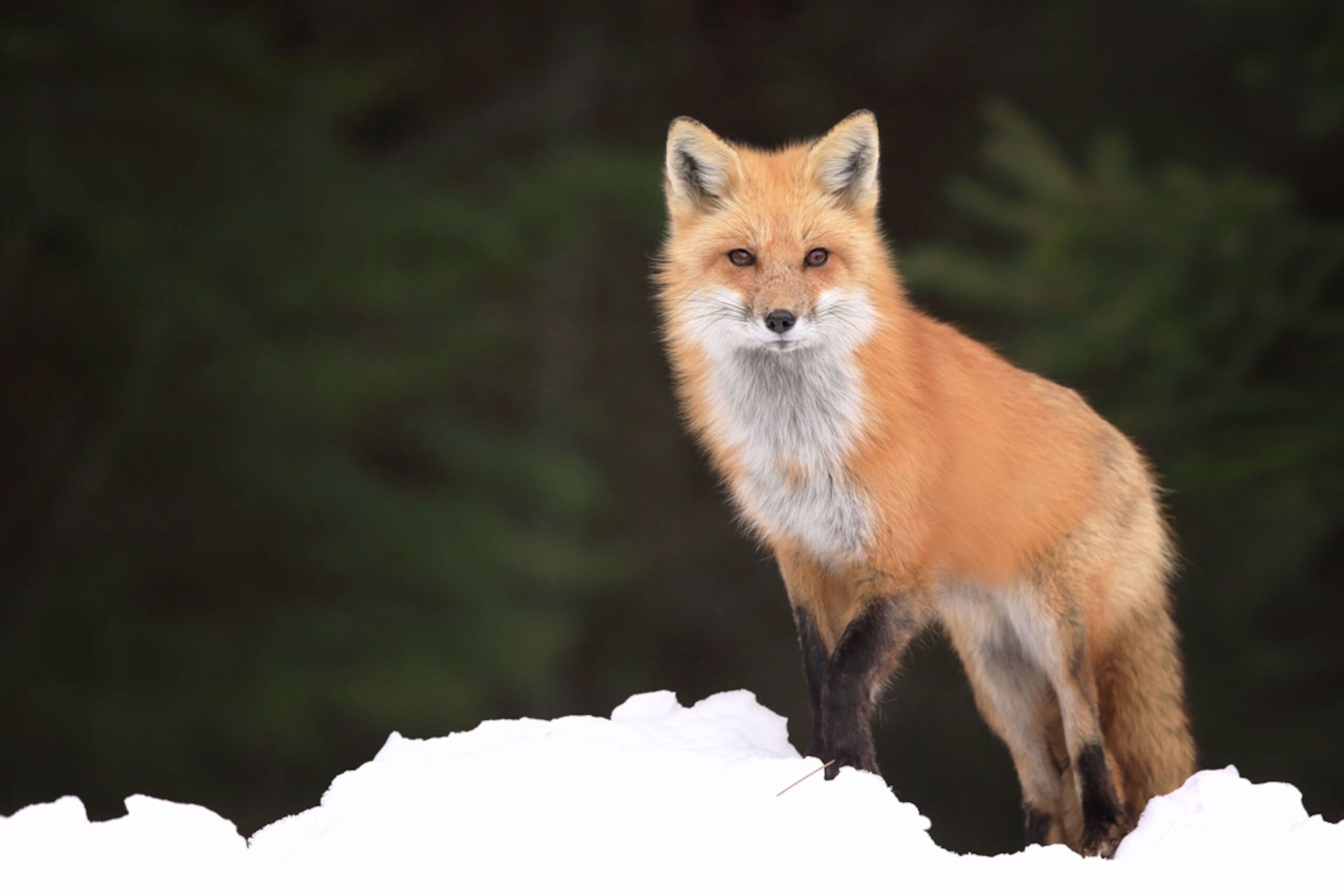 Flora or fauna image