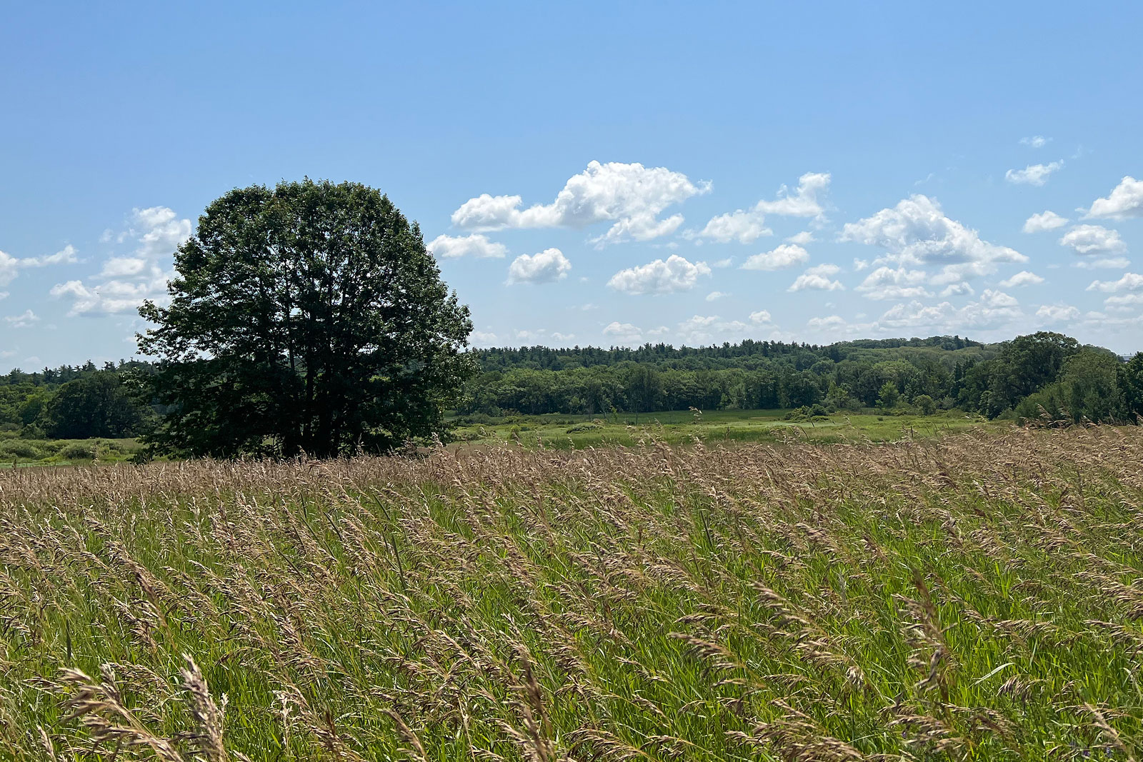 Grasslands