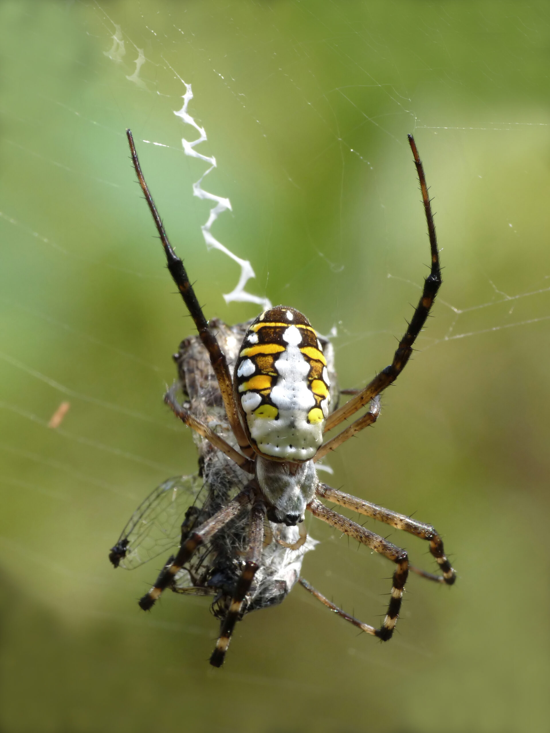 Flora or fauna image