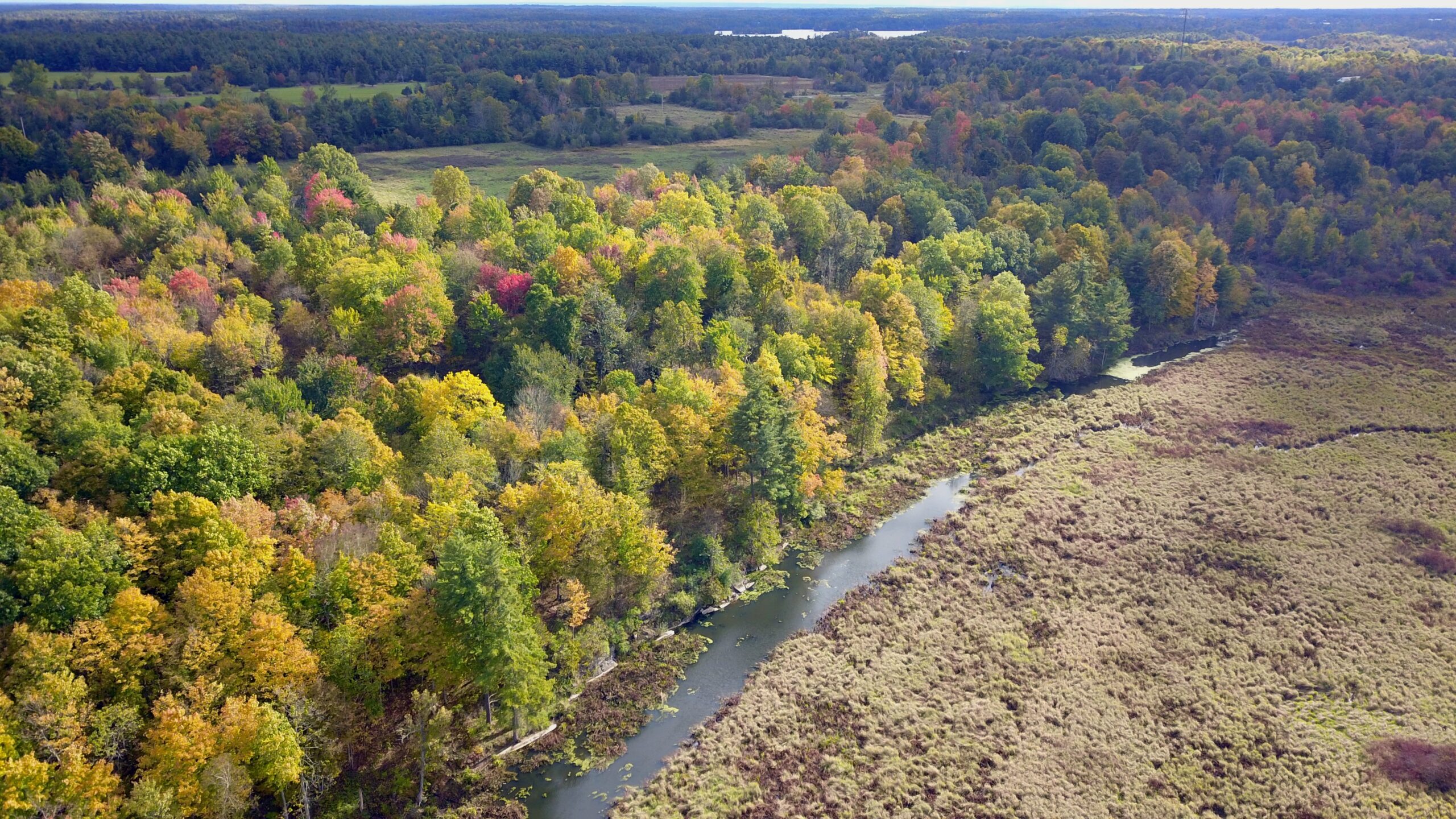 The Story of 3 Warblers: Hoover Property on Jewett Creek Protected