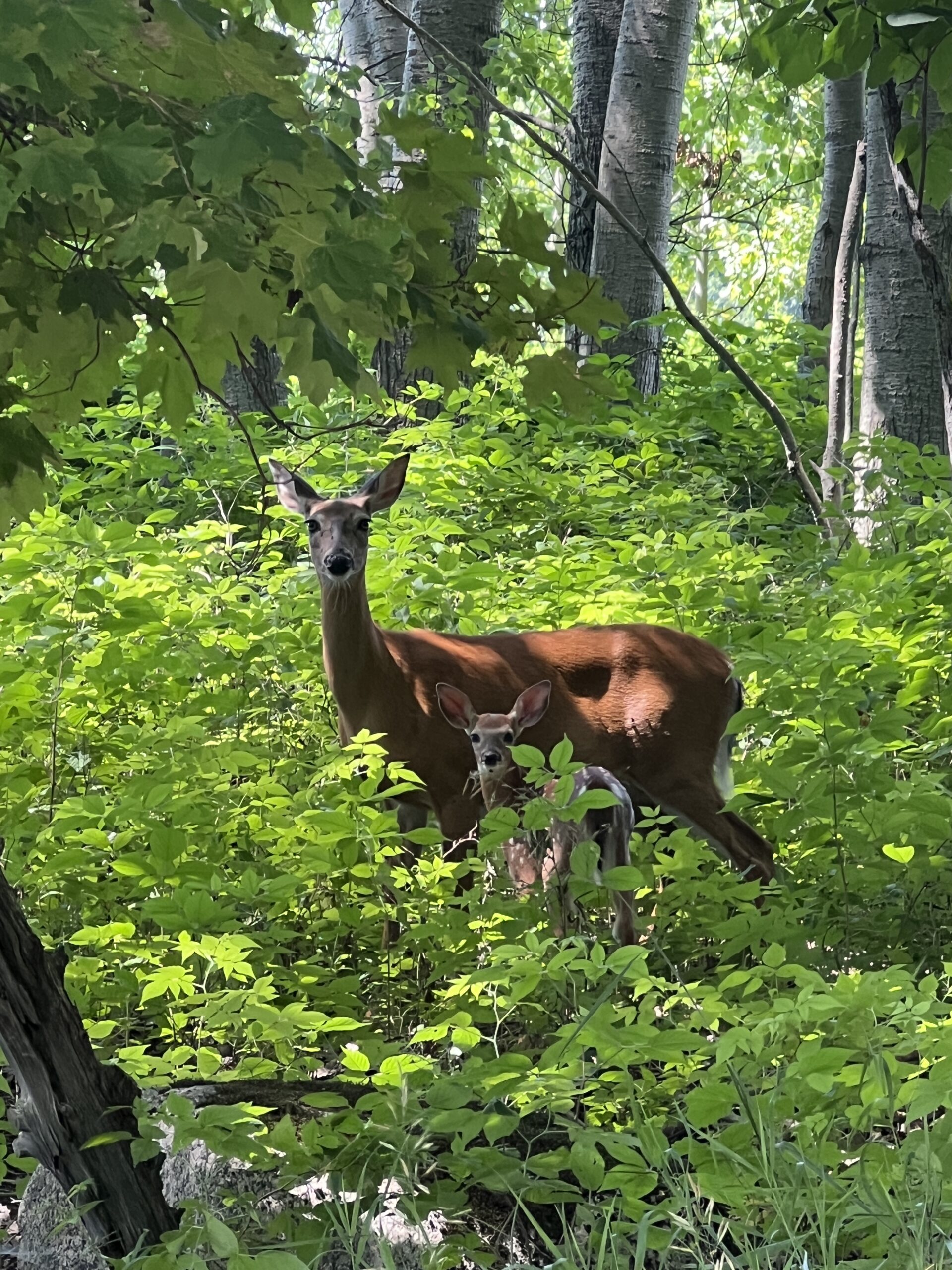 The Balance Between Conservation & Hunting