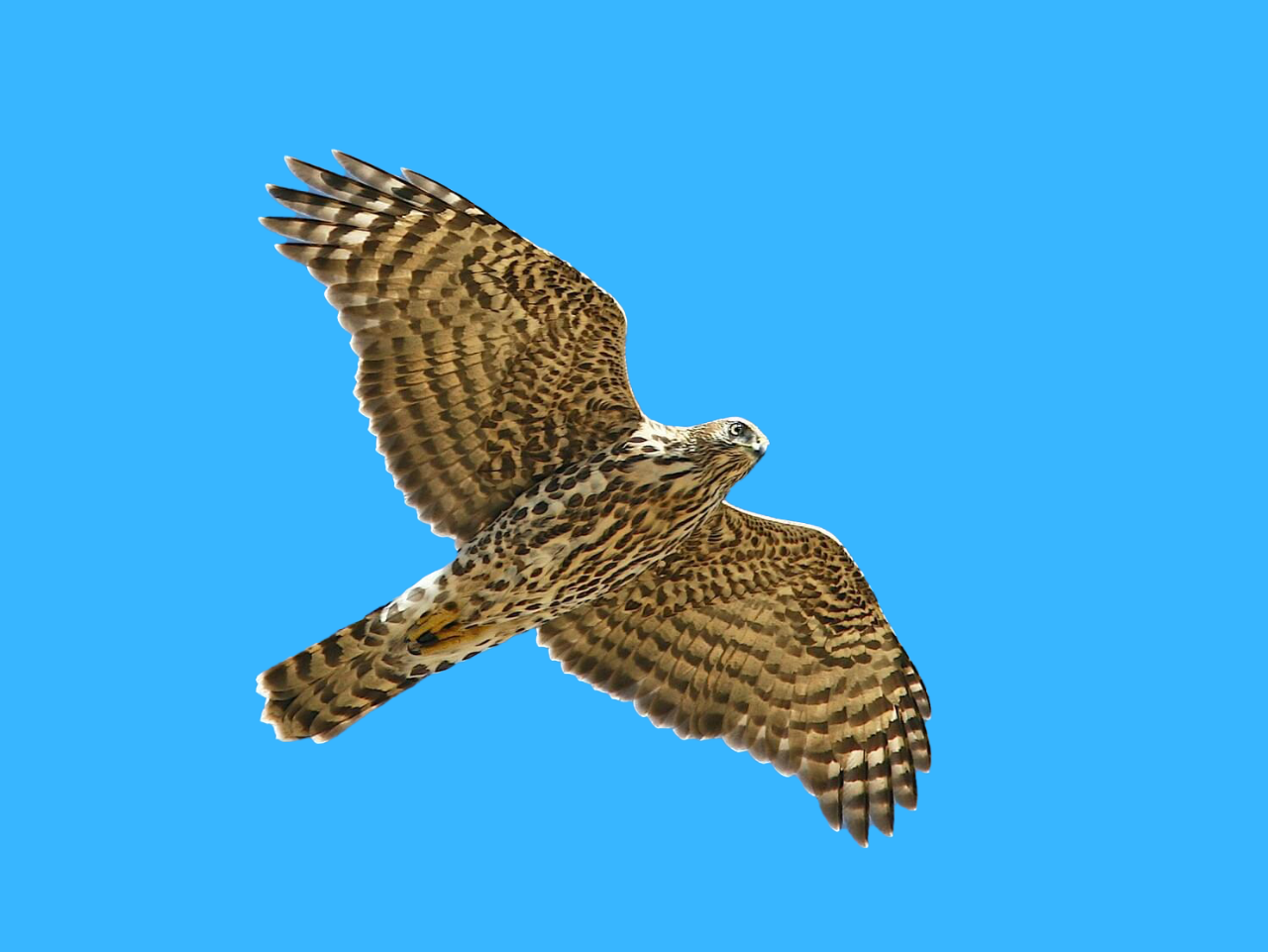Spring Migration Brings Birds—and Sherri Smith’s Legacy to Life in the Thousand Islands