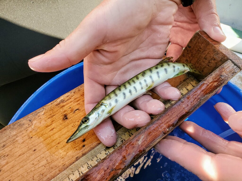 Restoring Muskellunge