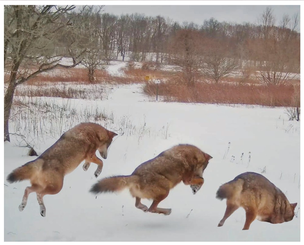 photo shows the progression of a coyote jumping in the snow to catch its prey